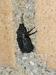 Bolitotherus cornutus