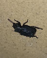 Bolitotherus cornutus