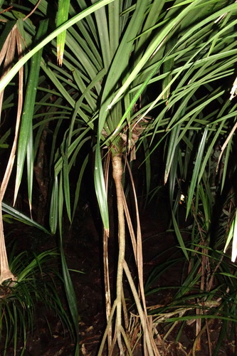 Pandanus krauelianus observed 2022-06-16