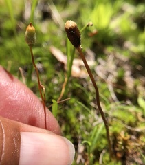 Galeropsis polytrichoides