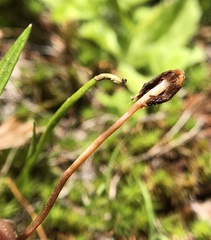 Galeropsis polytrichoides
