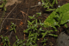 Cryptantha affinis