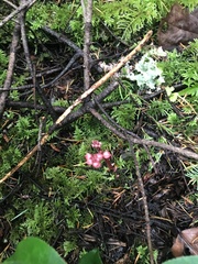 Pyrola asarifolia incarnata
