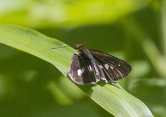 Vettius fantasos