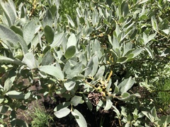 Salix eastwoodiae