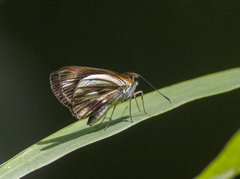 Vettius fantasos
