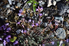 Astragalus nutzotinensis