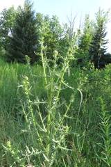 Cirsium ukranicum
