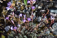 Astragalus nutzotinensis