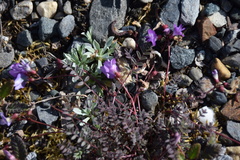 Astragalus nutzotinensis