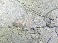 Citharichthys sordidus