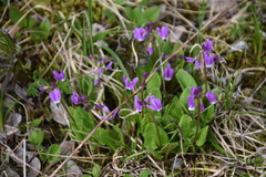 Primula frigida