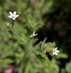 Allophyllum integrifolium