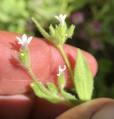 Allophyllum integrifolium