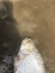 Hiodon alosoides