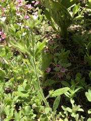 Allophyllum integrifolium