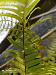 Nephrolepis exaltata