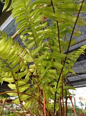 Nephrolepis exaltata