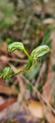Pterostylis tunstallii