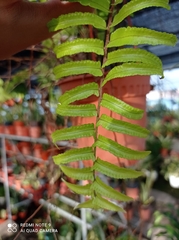 Nephrolepis exaltata