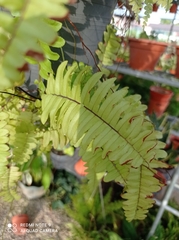 Nephrolepis exaltata