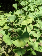 Ginkgo biloba