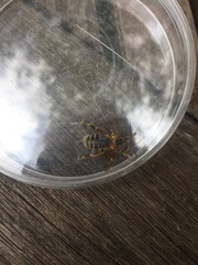 Svastra obliqua obliqua