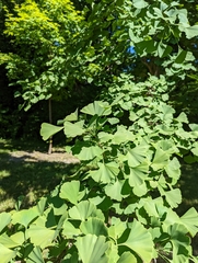 Ginkgo biloba