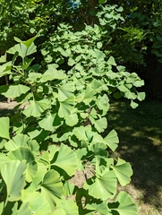 Ginkgo biloba