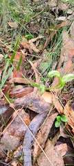 Pterostylis tunstallii