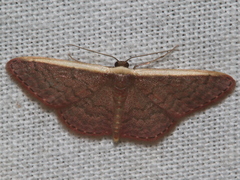 Idaea inversata