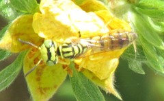 Philanthus multimaculatus