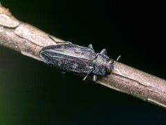 Buprestinae