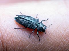 Buprestinae