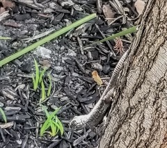 Sceloporus occidentalis
