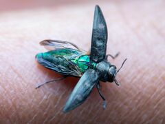 Buprestinae