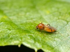 Palpomyia pseudorufa