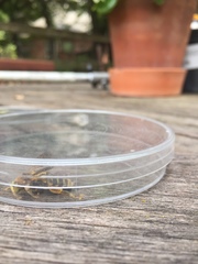 Svastra obliqua obliqua