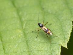 Clinohelea bimaculata