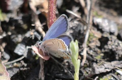 Plebejus idas atrapraetextus