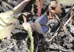 Plebejus idas atrapraetextus