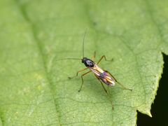 Clinohelea bimaculata