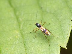 Clinohelea bimaculata