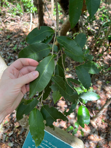 Guiana plum (Drypetes lateriflora)