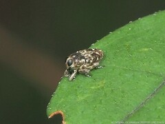 Cylindrocopturus adspersus