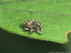 Cylindrocopturus adspersus