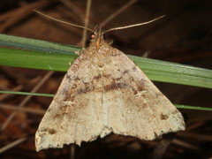 Lithilaria ossicolor