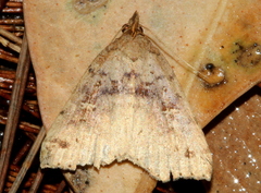 Lithilaria ossicolor
