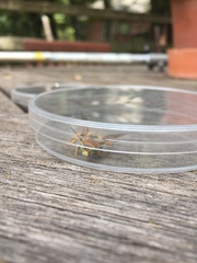 Svastra obliqua obliqua