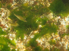 Cymatogaster aggregata